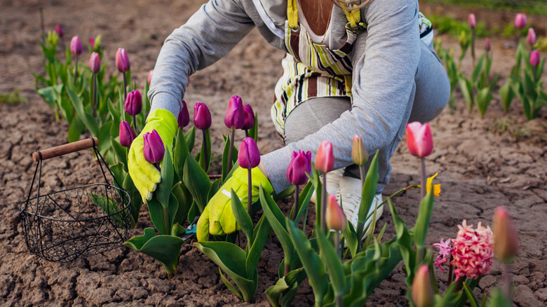 Bahçelerinden sağlıklı görünümlü laleleri kırpan biri