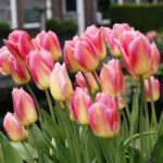 Lalelerinizin gelişmesine yardımcı olacak basit toprak artışı