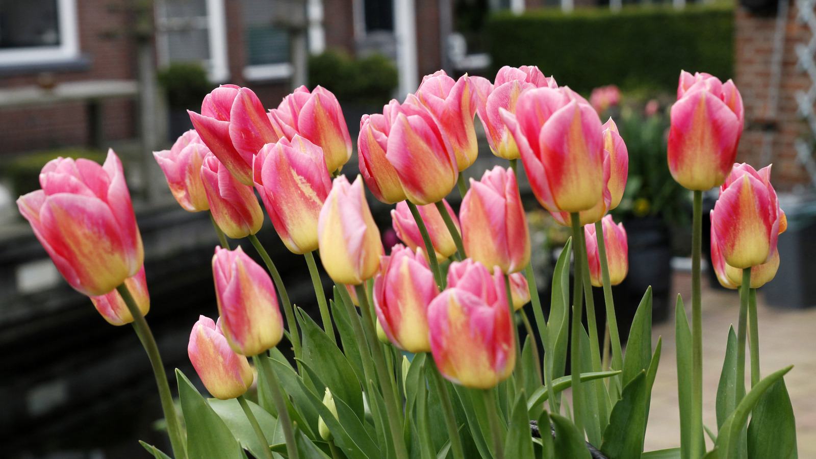 Lalelerinizin gelişmesine yardımcı olacak basit toprak artışı