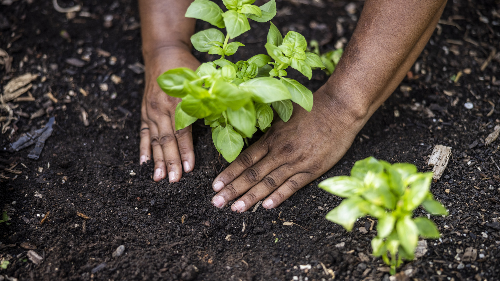 Saksı toprağı vs bahçe toprağı: fark nedir? (Artı, doğru olanı nasıl seçilir)
