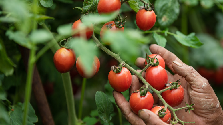 Hala bitki üzerinde büyüyor domates tutan eller.