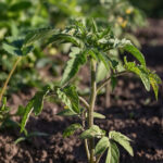 Bu klasik toprak hatası muhtemelen domates bitkilerinizin meyveyi büyütmesinin nedenidir