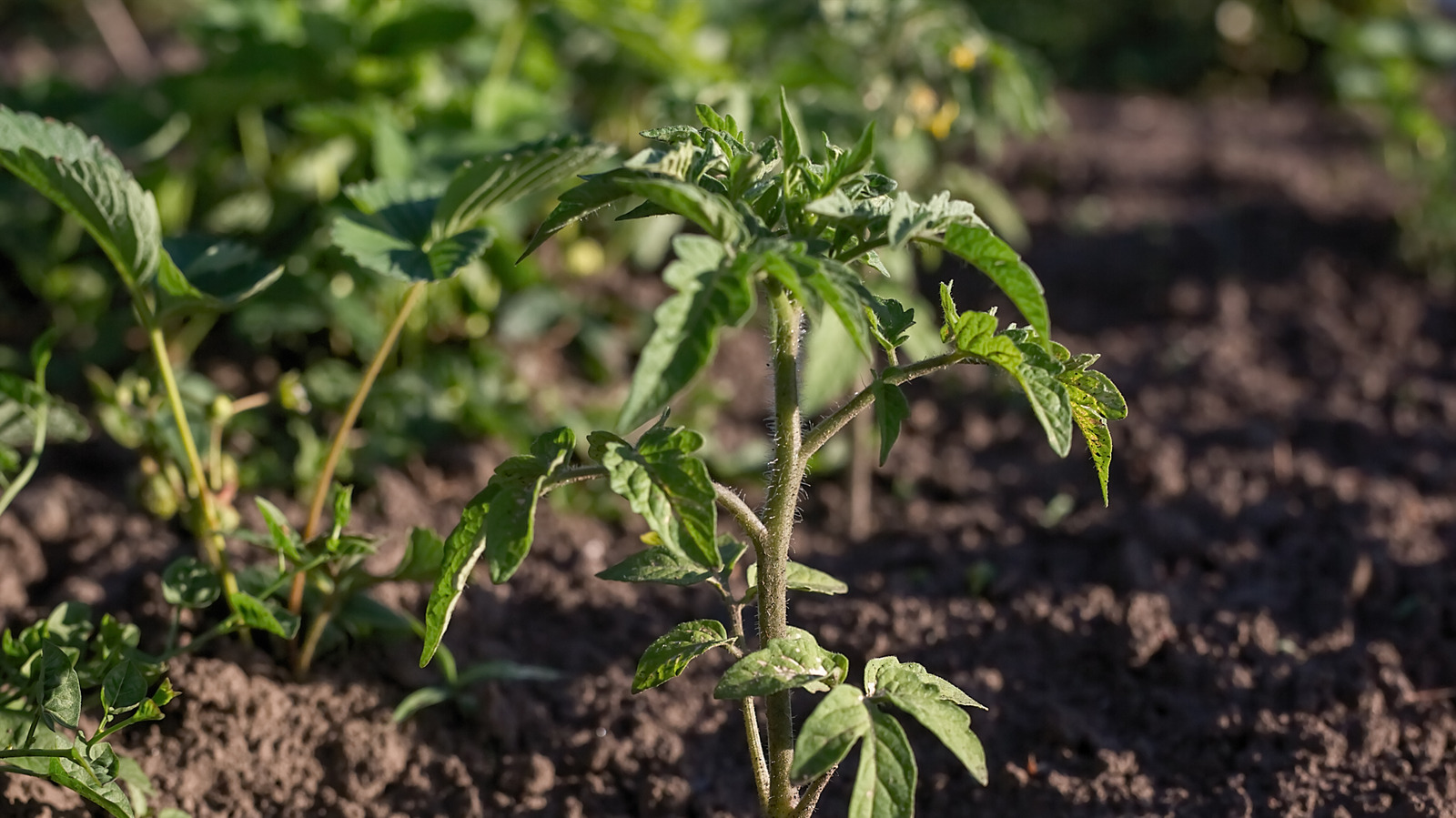 Bu klasik toprak hatası muhtemelen domates bitkilerinizin meyveyi büyütmesinin nedenidir