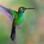 Renkli sinek kuşlarını çekmek için bahçenize eklemeniz gereken çiçek