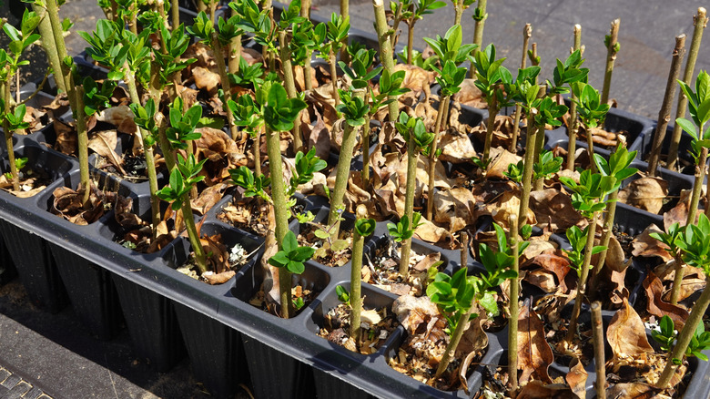 Özellik bitkilerinin kesimleriyle tepsi