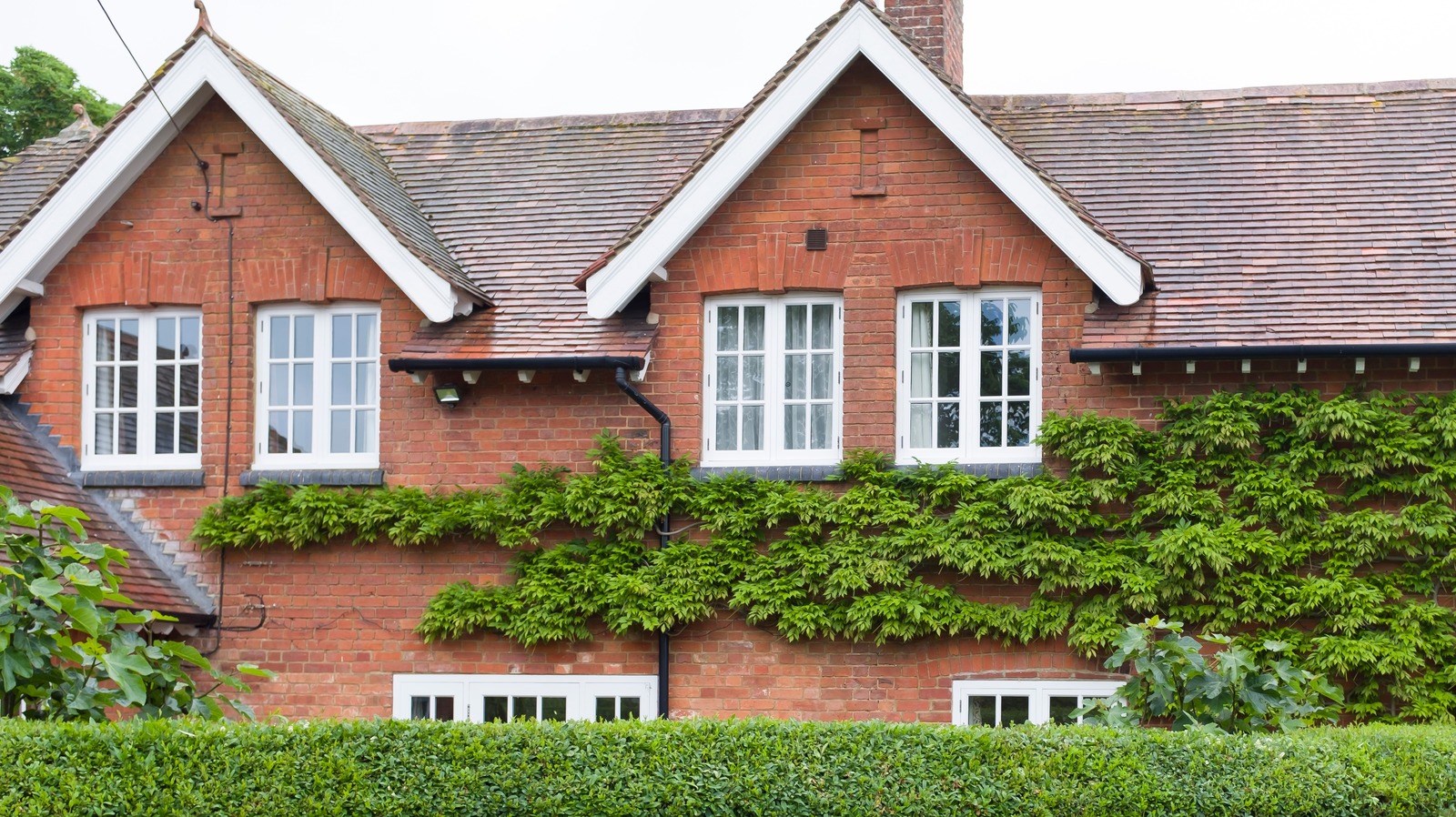 Bu hızlı büyüyen çit size yemyeşil, cilalı bir görünümle gizlilik sağlar