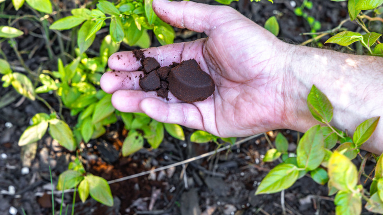 Bahçıvan, kahve arazisi gübre bahçe yatağına atar.