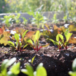 Bahçede gübre olarak kahve topraklarını kullanırken kaçınılması gereken yaygın hata