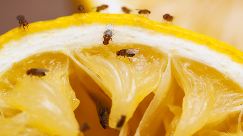 Limon diliminde meyve sinekleri