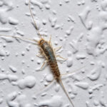 Evinizden sinir bozucu gümüş balığı yasaklayabilen popüler cihaz