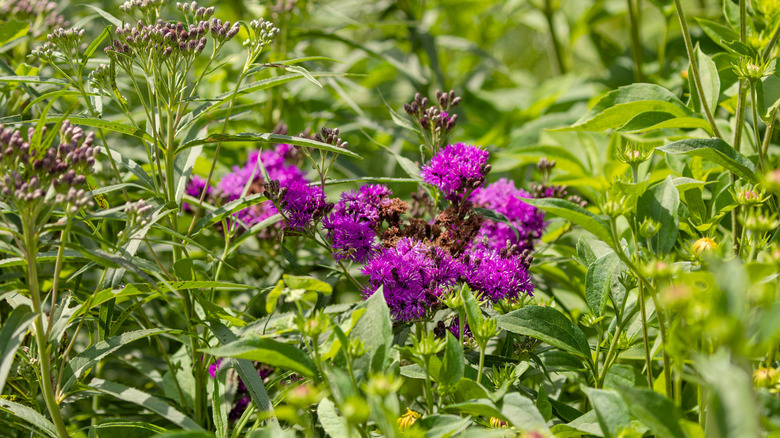 Yeşil yeşillikte demiryolu mor çiçekler