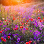 Ağustos bu muhteşem mor çiçekleri dikmek için çok geç değil