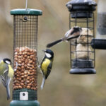 Harymor kuş besleyici almaya değer bir kamera mı? İşte incelemelerin söylediği