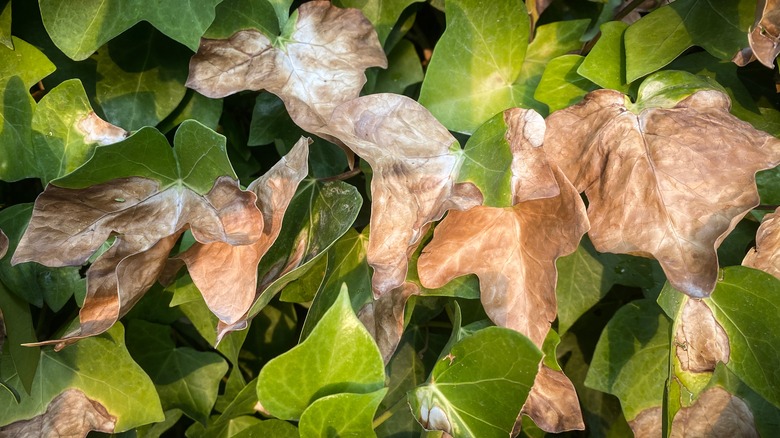 Ivy, aşırı güneş ışığından güneş yanığı acı çekiyor