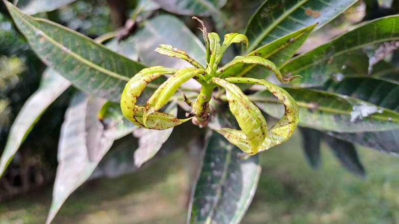 Aşırı güneş ışığının neden olduğu kıvırma yaprakları