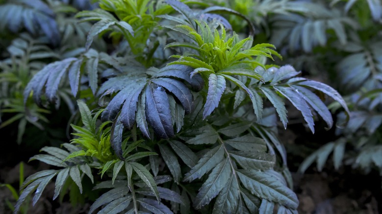 Çiçeklenmemiş Marigolds