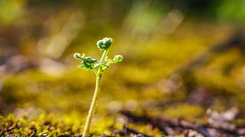aşırı güneşten bodur bitki
