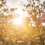 Bahçe bitkilerinizin çok fazla güneş ışığı alıyor 7 işaret