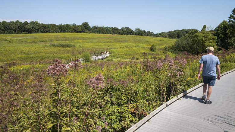 Yaz kıyafetlerindeki bir adam, Longwood Gardens'taki bir çayırdan bir tahta boyunca yürür.