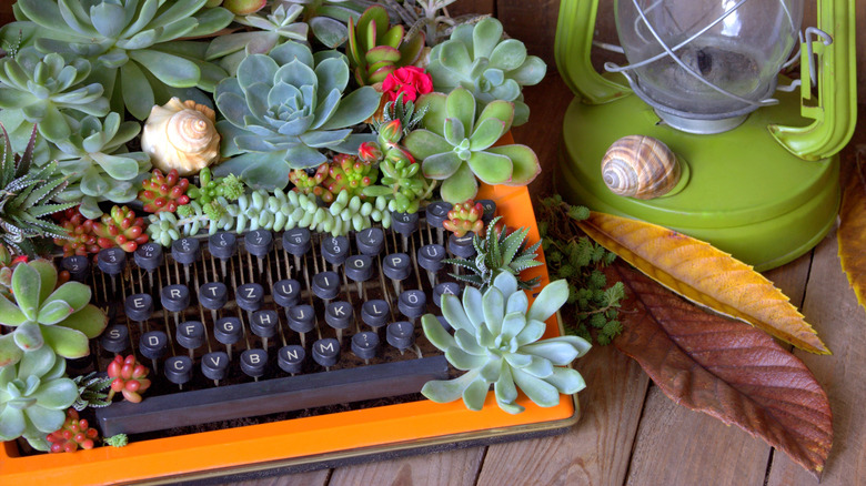 sulu meyvelerle dolu daktilo