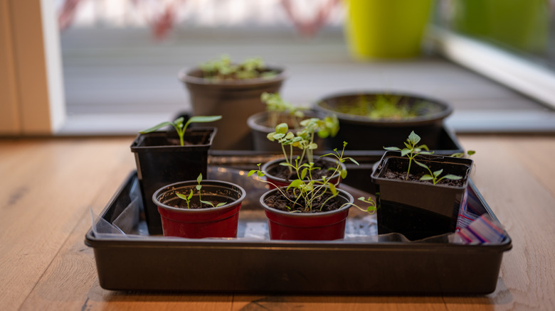 İki siyah damla tepsisi üzerinde çoklu bitki.