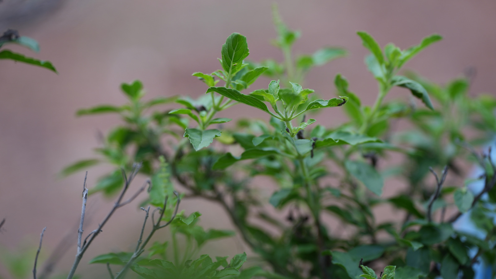 Fesleğen bitkileriniz neden yaz ortasında bu kadar uzun sürüyor (ve bu konuda ne yapmalı)