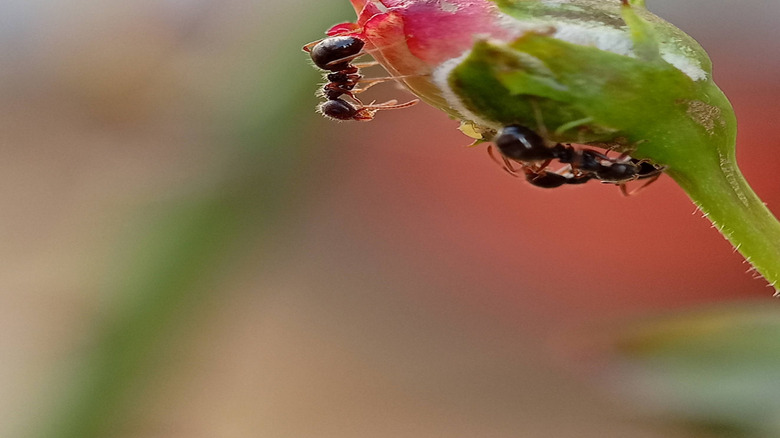 Karıncalar bir gül tomurcuğu kalabalığı.