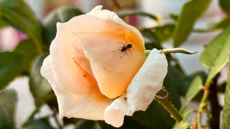 Turuncu bir gül üzerinde bir karınca.