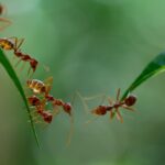 Bahçeniz karıncalarla doluysa, popüler bir çiçek suçlu olabilir