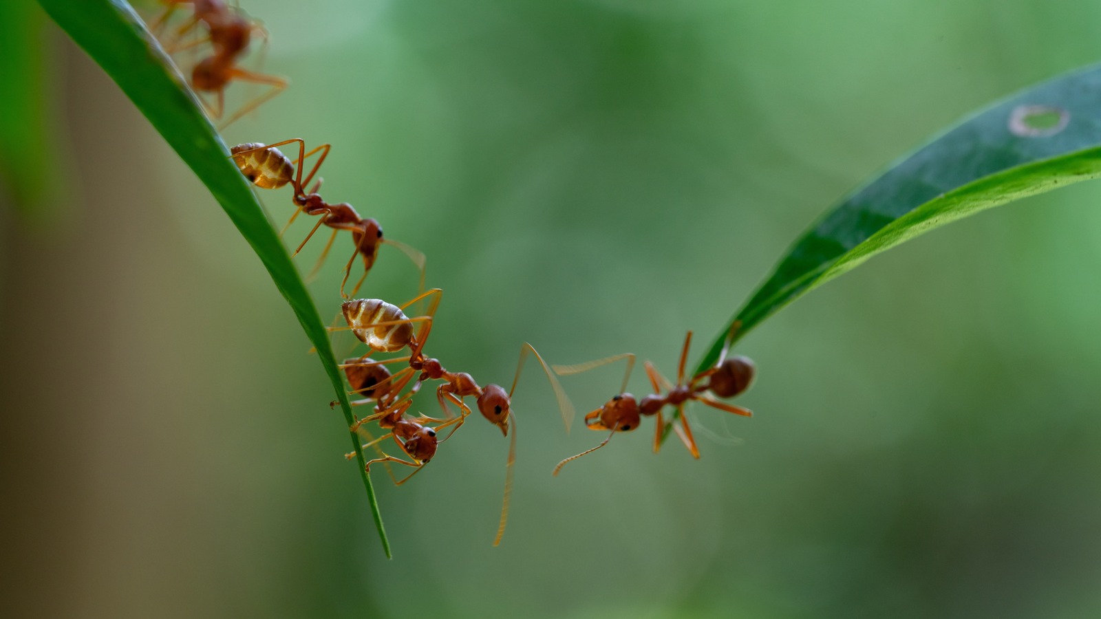 Bahçeniz karıncalarla doluysa, popüler bir çiçek suçlu olabilir