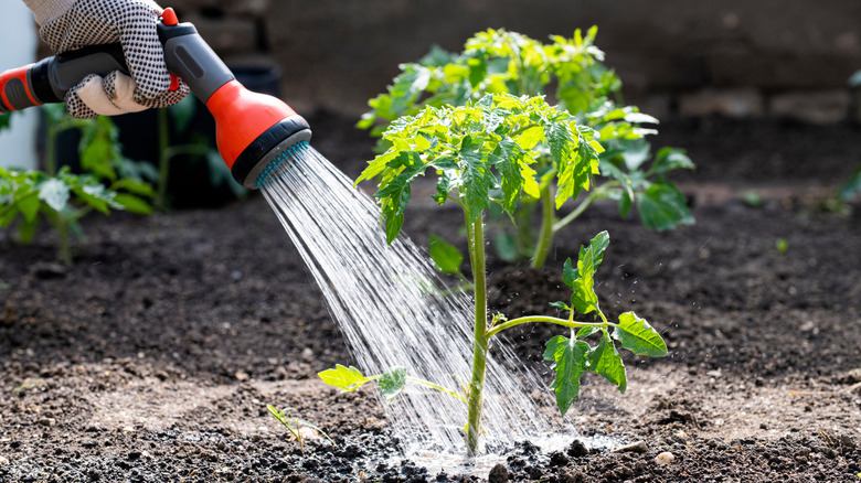 Yeşil domates bitkisi bir hortum püskürtücü tarafından sulanır.