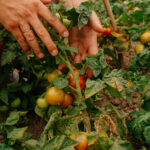 Domates bitkilerinizin yapraklarının gerçek nedeni bu yaz kahverengidir (ve nasıl düzeltilir)