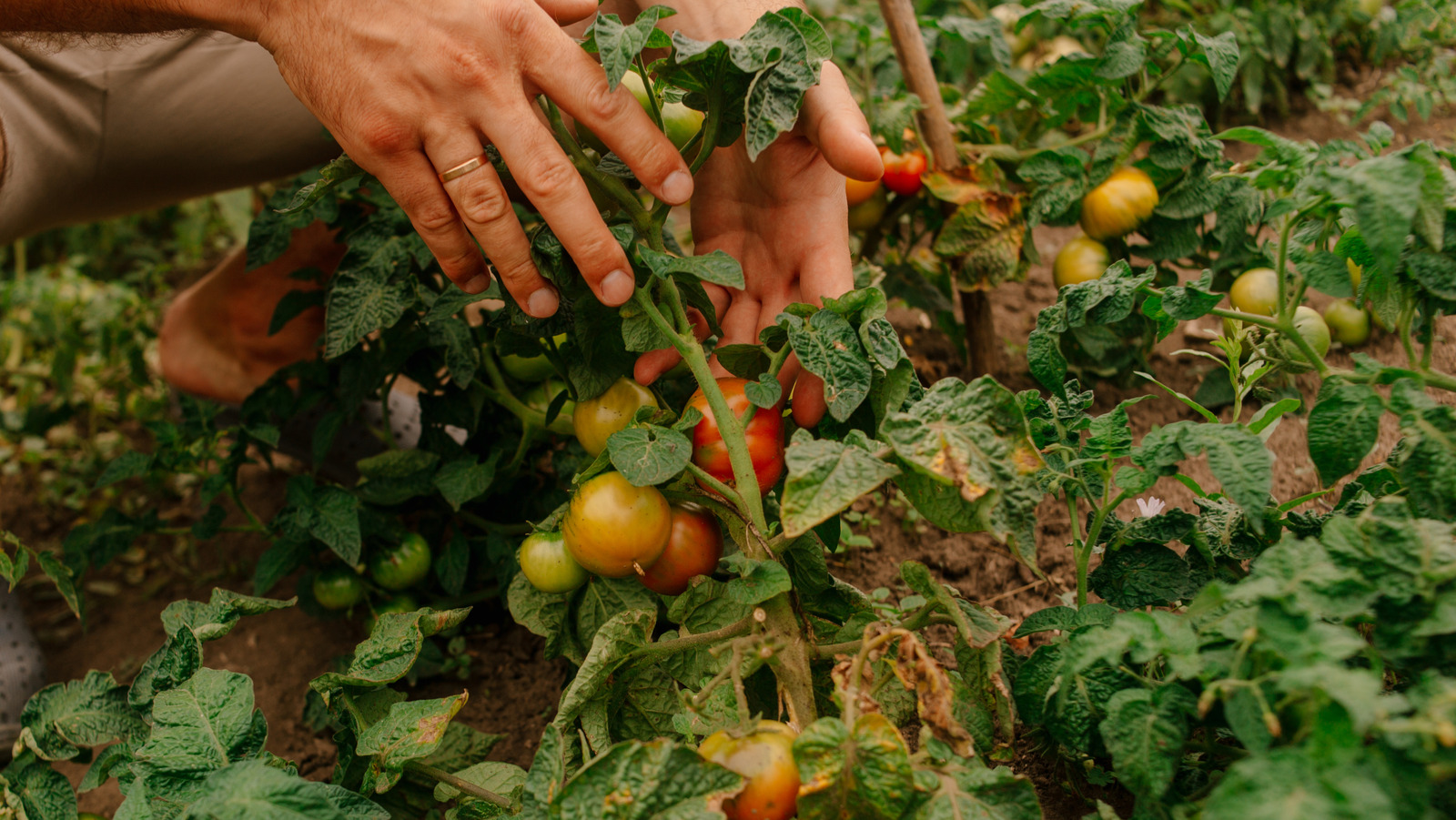Domates bitkilerinizin yapraklarının gerçek nedeni bu yaz kahverengidir (ve nasıl düzeltilir)