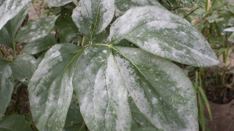 Tozlu küf bir bitkinin yapraklarını kaplar.