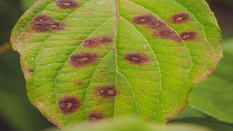 Mantar yaprağı noktaları bir kızılcık yaprağına yayıldı.