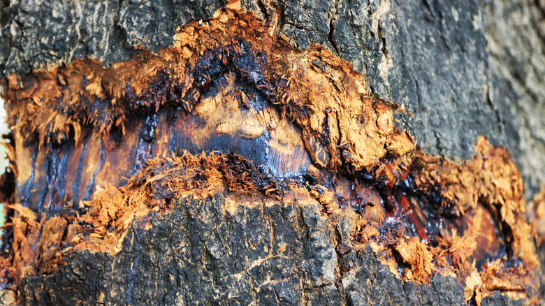 Bir ağaç gövdesindeki bir kesim siyah sızma ile doldurmaya başlıyor.