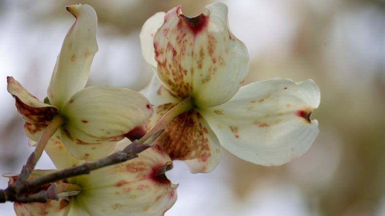 Kızılcık çiçekleri spot antraknoz belirtilerini gösterir.