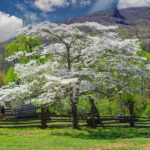 Kızılcık ağacınızı rahatsız eden yaygın hastalıklar (ve bunları nasıl önleyeceğiniz)