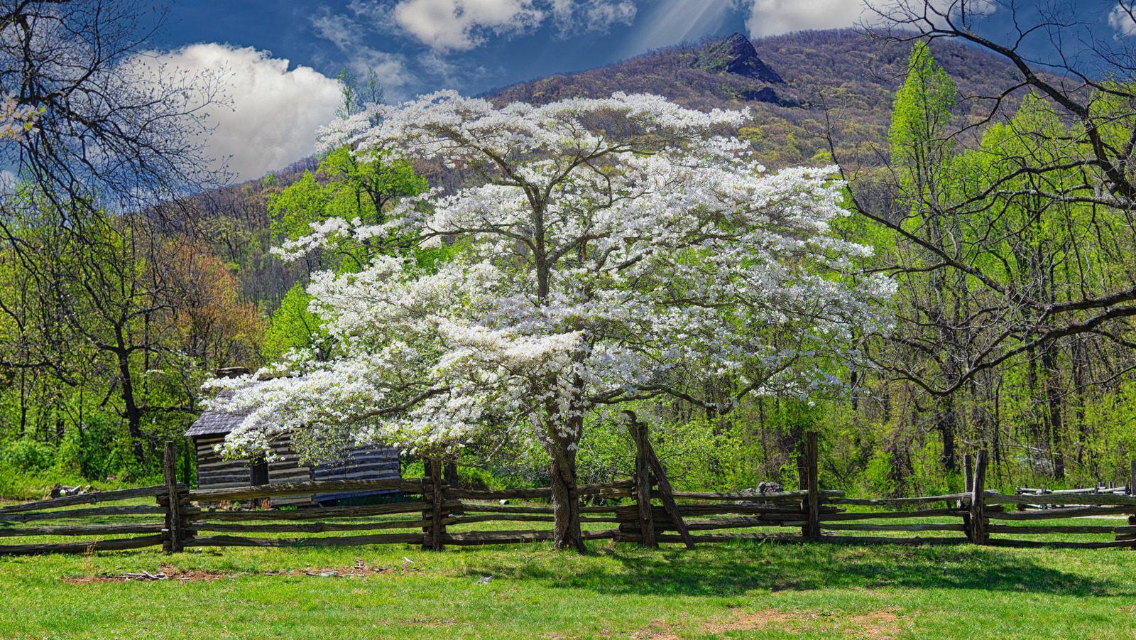 Kızılcık ağacınızı rahatsız eden yaygın hastalıklar (ve bunları nasıl önleyeceğiniz)