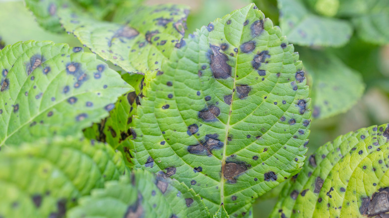 Hydrengea yapraklarında kahverengi yaprak spot hastalığının kanıtı.