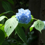 Hedroje bitki yapraklarınızın neden delikleri var (ve bunu önlemenin en iyi yolu)