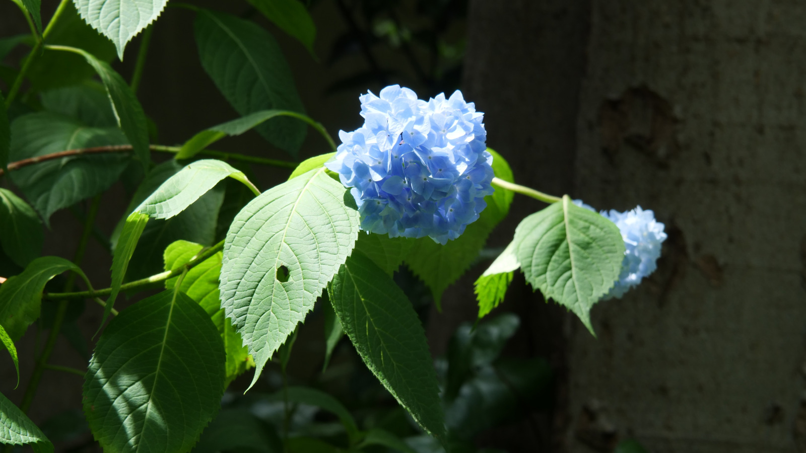 Hedroje bitki yapraklarınızın neden delikleri var (ve bunu önlemenin en iyi yolu)