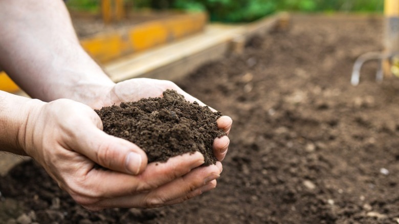 Bir bahçe yatağında zengin, karanlık toprak tutan bir çift el