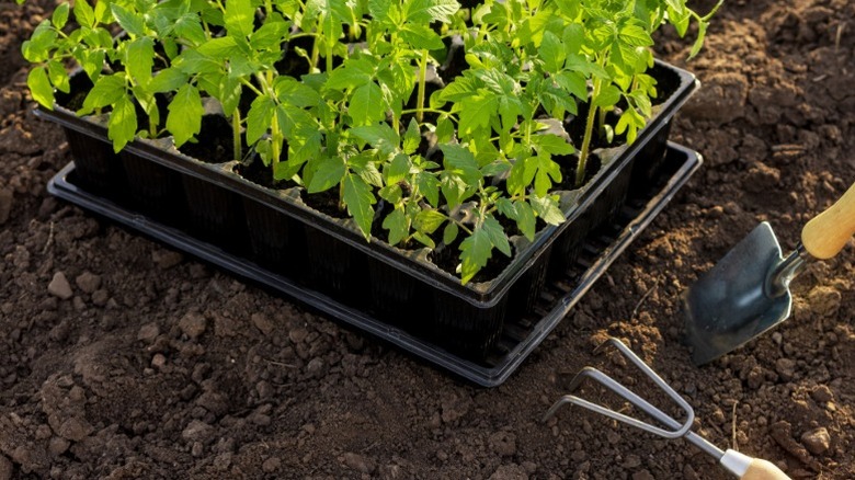 Verimli toprakta plastik tohum tepsilerdeki domates fideleri