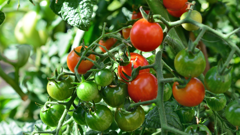 Yeşil saplar üzerinde büyüyen olgun ve olgunlaşmamış domatesler.
