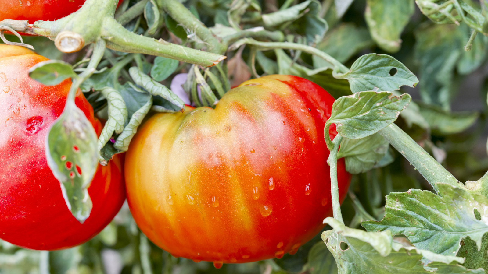 Büyüyen domates? Toprağa kolay bir ek ile kök çürümesine veda edin