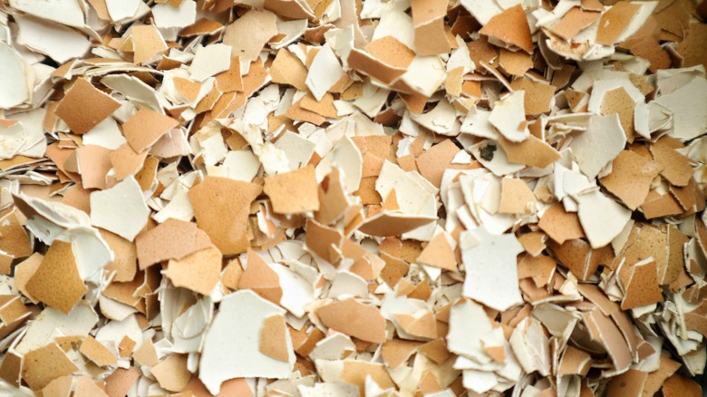 ezilmiş yumurta kabuklarının closeup görüntüsü