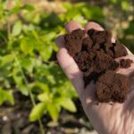 Asla gübre olarak kullanmamalısınız cazip sağlık takviyesi