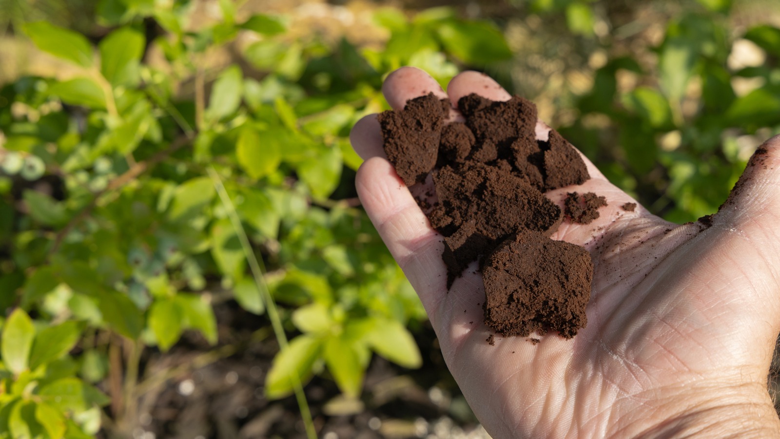 Asla gübre olarak kullanmamalısınız cazip sağlık takviyesi