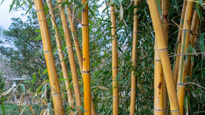 Invaziv Altın Bambu Bitkileri Grubu